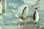 fc1e83c0.gif