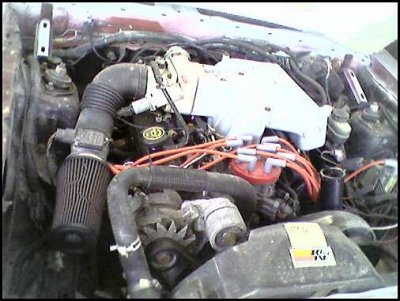 mustang eng.jpg
