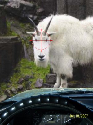 Goat Gun.JPG