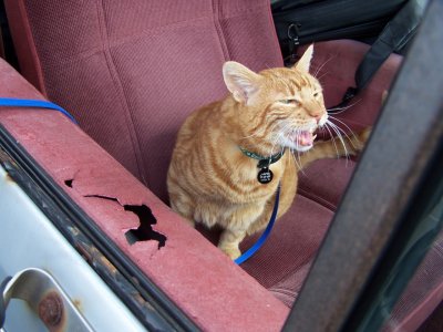 Jazzie's Vet Trip 001.jpg