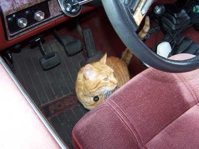 Jazzie's Vet Trip 008.jpg