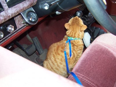 Jazzie's Vet Trip 012.jpg