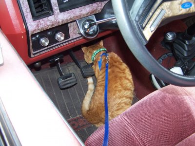 Jazzie's Vet Trip 013.jpg