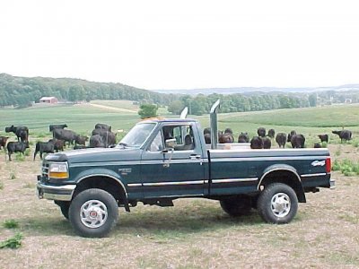 mytruckcattle.jpg