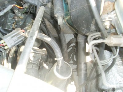 SL376177.JPG