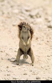 squirrelballs.jpg