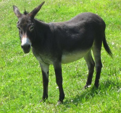Donkey.jpg