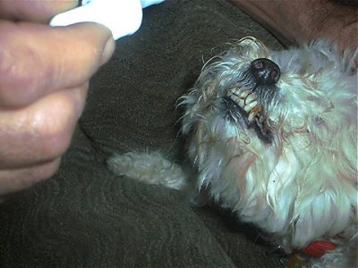 Max My Dog.jpg