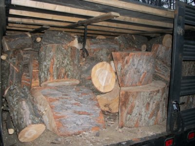silver maple.jpg