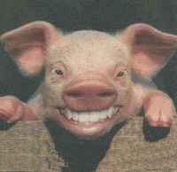 PIG.gif