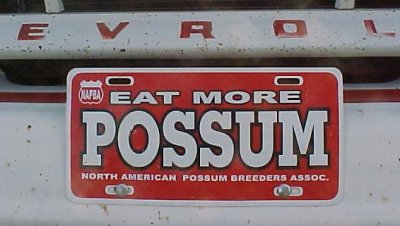 possum.jpg