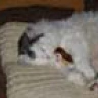 fatcat