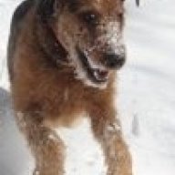 WVAiredales
